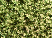 купити Верона 107115