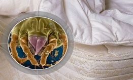 Постельная пыль и клещи